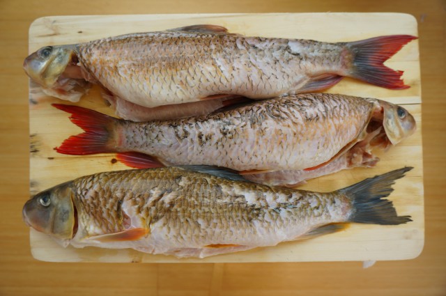 How to fish for carp with corn? Fermentation, boiled and steamed